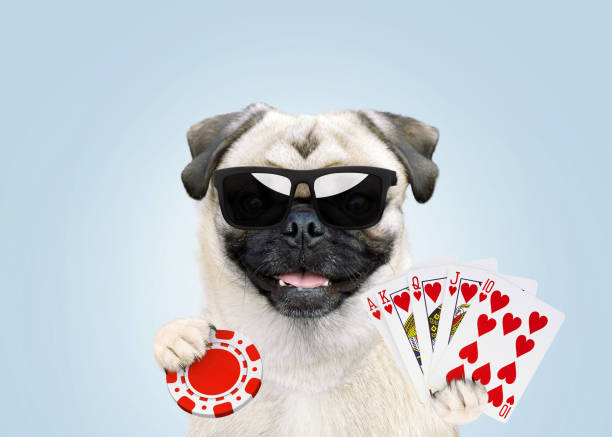 Claim Your Free Bonuses: Play Poker and Casino Games with No Deposit Required